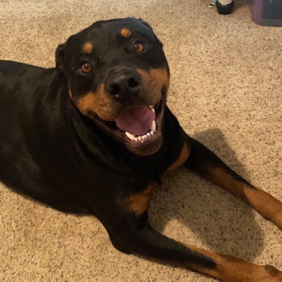 Meet your Posher, Hope - Picture 2 of 5